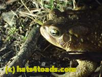 /home//u458753944/public_html/sourcegallery//Roxborough Toad Detour/2013-2019/2017/P3010555.JPG